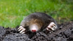 Могейна японська