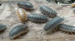 Музика: опис, зовнішній вигляд та спосіб життя