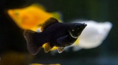 Моллюнсія (молінезія)