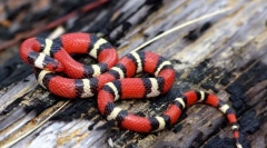 Молочна змія