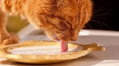 Молочні продукти та котячі яйця