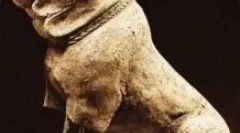 Молота - хто вони: огляд породи собак