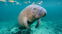 Морська корова