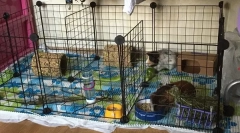 Гвінея-погляд і вміст