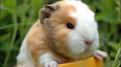 Морська свинка