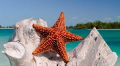 Морська зірка