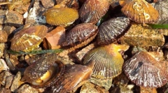 Морські гребінці