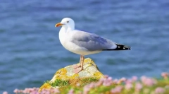 Морські птахи