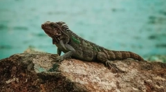 Морські рептилії