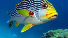 Морський пом'ятий