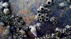 Морські жолуді