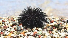 Морський їжак