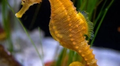 Морський коник