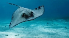 Морський кіт