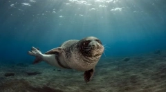 Морський котик