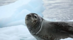 Морський леопард