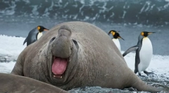 Морський слон