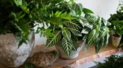 Моска в кімнатних кольорах: чому починається і як боротися