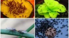 Мошки на овочах у країнах