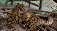 Мармурова кішка: краса з південно-східної азії з карі очі