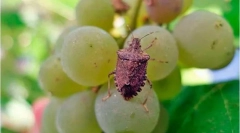 Мармурова помилка