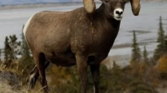 Muflons у природних умовах та їх вміст у вольєрі