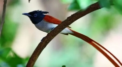 Мукхолодка рай