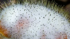 Морко: опис, особливості та відтворення