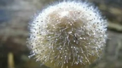 Мукорові гриби та пеніцил