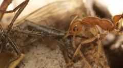 Ant динозавр