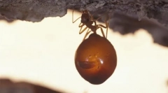 Ant - медовий бочко