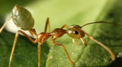 Азіатський ant-tailor