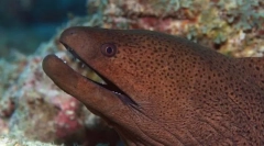 Мурський гігант