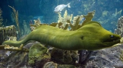 Море зелений