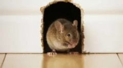 Миші в кадрі та захист його від гризунів