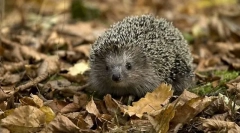 Які тварини практично не працюють отрути?