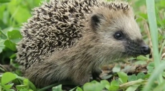 Яка тварина не працює отрути?