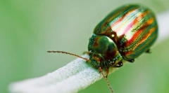 Надсилає комахи