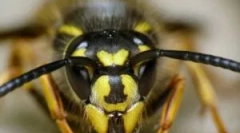 Атака ос та лікування