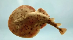 Narcin електричний