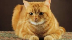 Народні засоби з блошиних кішок