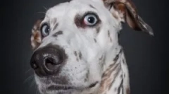 Народні засоби від домашнього блоху