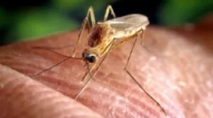 Народні засоби від комарів