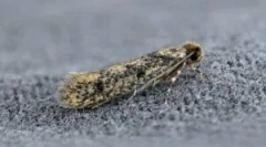 Народні засоби від молі в будинку