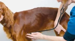 Серцева ритм-порушення або аритмія