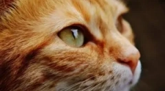 Зовнішні та внутрішні паразити в кішок