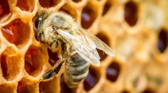 Комахи, що дають мед