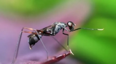 Екстремальні комахи