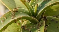 Комахи в криті квіти та квіткові горщики