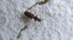 Комахи в борошні та круп